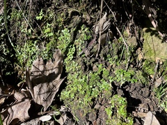 Targionia hypophylla