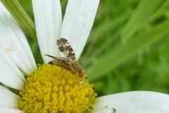 Oxyna flavipennis