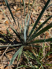 Yucca louisianensis