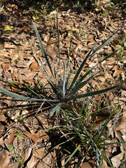 Yucca louisianensis