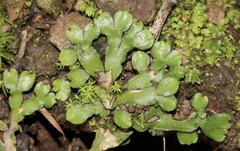 Targionia hypophylla