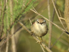 Cranioleuca pyrrhophia