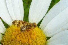 Oxyna flavipennis