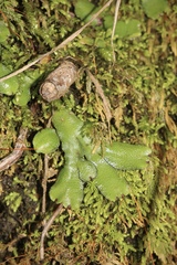 Targionia hypophylla