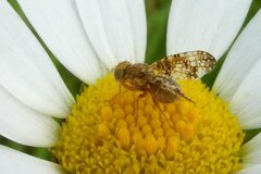 Oxyna flavipennis