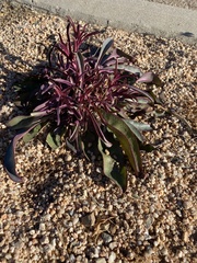 Penstemon parryi