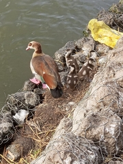 Alopochen aegyptiaca