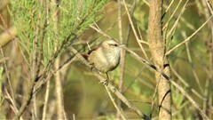 Cranioleuca pyrrhophia