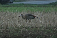 Alopochen aegyptiaca
