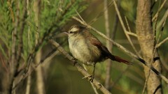 Cranioleuca pyrrhophia