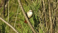 Cranioleuca pyrrhophia