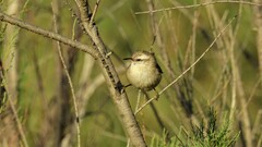 Cranioleuca pyrrhophia