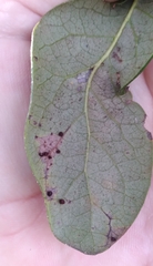 Neuroterus saltatorius texanus