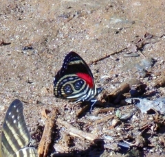 Catagramma pygas thamyras