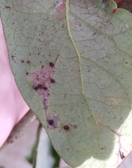 Neuroterus saltatorius texanus