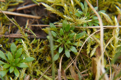 Draba verna