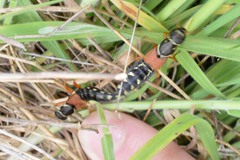 Staphylinus caesareus