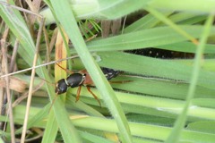 Staphylinus caesareus