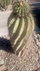 Ferocactus