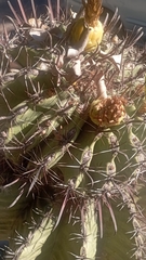 Ferocactus