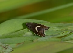 Grapholita lunulana