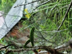 Microgramma vacciniifolia