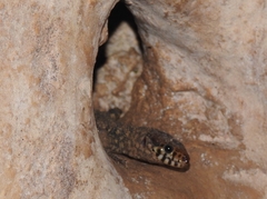 Lepidophyma flavimaculatum