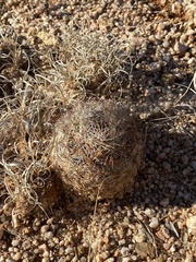 Echinomastus erectocentrus erectocentrus