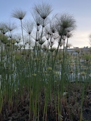 Cyperus papyrus