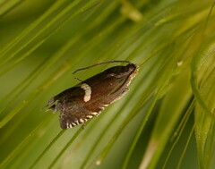 Grapholita lunulana