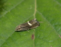Grapholita lunulana