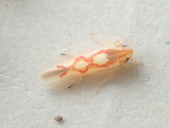 Zygina flammigera
