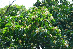 Schima superba kankaoensis