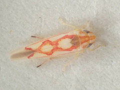 Zygina flammigera