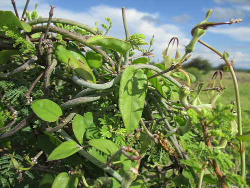 Ceropegia lugardiae image