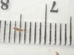 Entomobrya nivalis