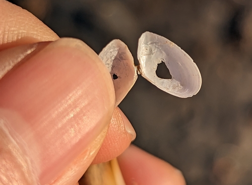 Northern Dwarf-tellin