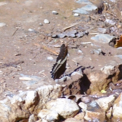 Siproeta epaphus trayja