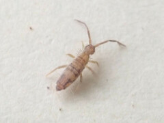 Entomobrya nivalis
