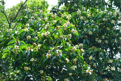 Schima superba kankaoensis