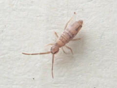 Entomobrya nivalis