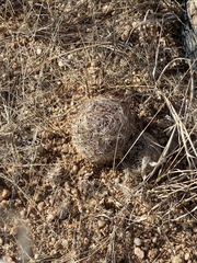 Echinomastus erectocentrus erectocentrus