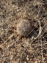 Echinomastus erectocentrus erectocentrus