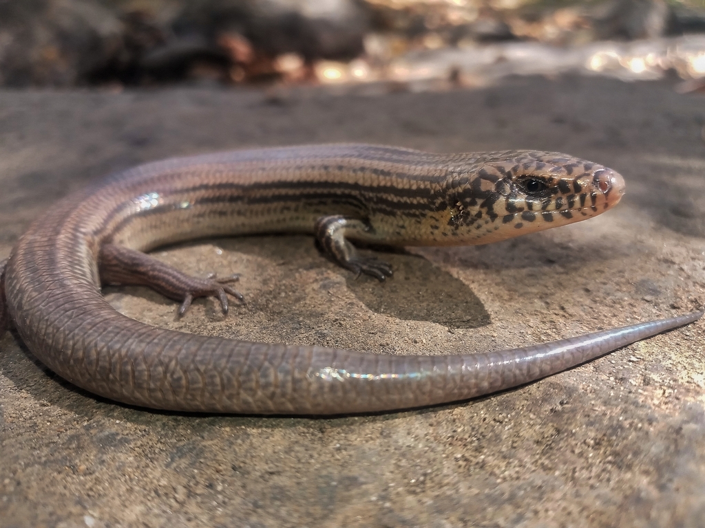 Managua Skink
