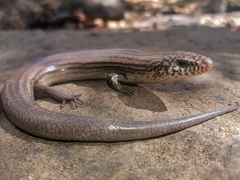 Managua Skink photo 1