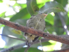 Ceratopipra mentalis