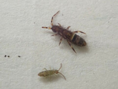 Entomobrya nivalis