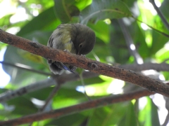 Ceratopipra mentalis