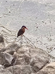 Corythornis cristatus