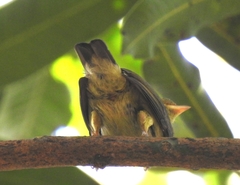 Ceratopipra mentalis